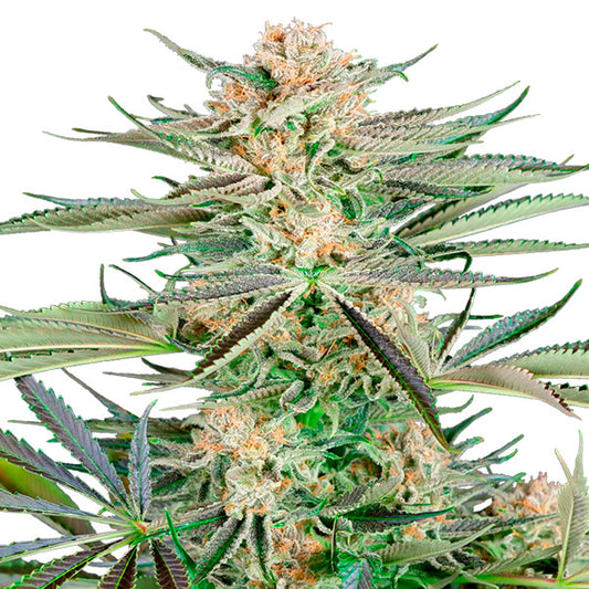 Screwdriver OG  5 u. fem. Sensi Seeds Research