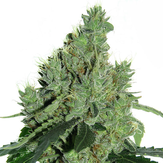 Senmbelek Cookie 1 ud. fem French Touch Seeds
