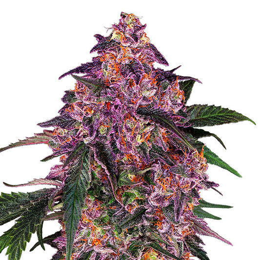 Sensi Purple Kush 10 u. fem. Sensi Seeds