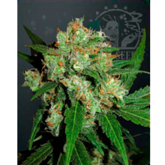 Sensi Skunk  5 u. fem. Sensi Seeds