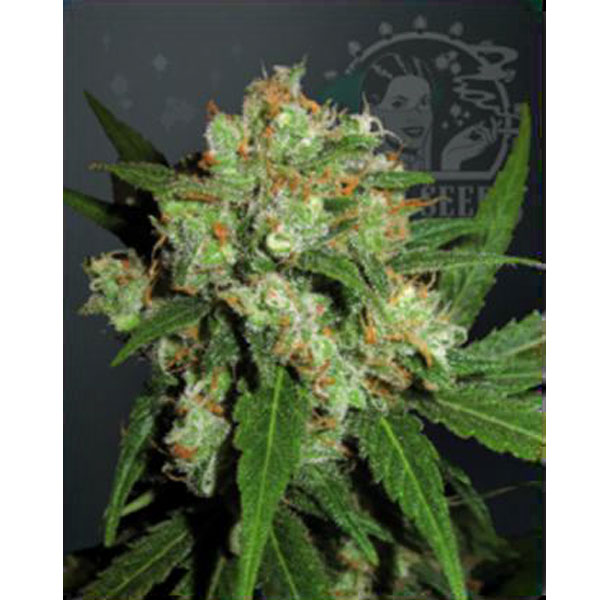 Sensi Skunk 10 female seeds Sensi Seeds