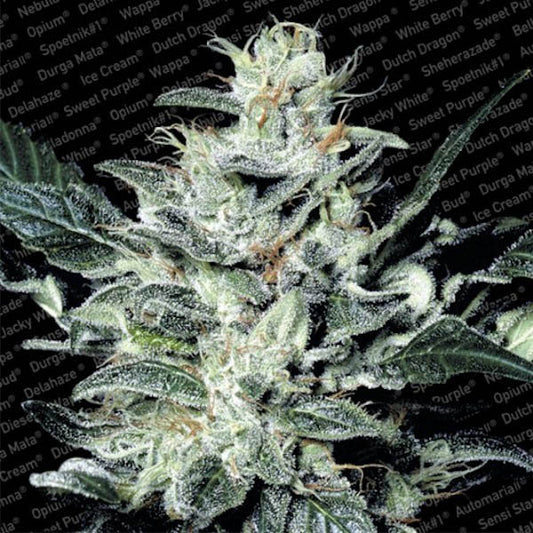 Sensi Star 5 fem. seeds Paradise Seeds