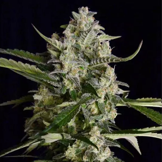 Seriosa 3 ud. Fem. Serious Seeds
