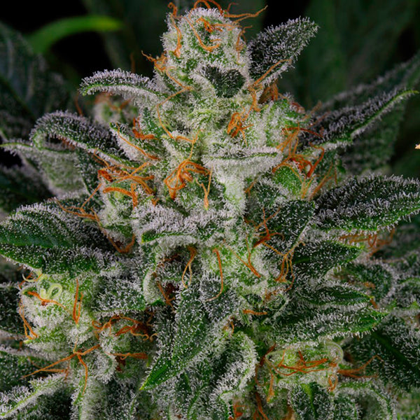 Serious Kush - 6 pz. fem. Serious Seeds