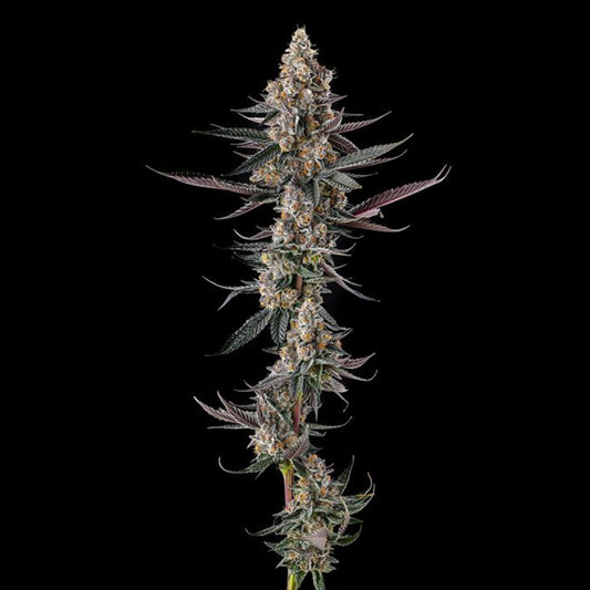 Shake Back : Apples & Bananas x Black Amber  - 3 u. Fem Compound Genetics