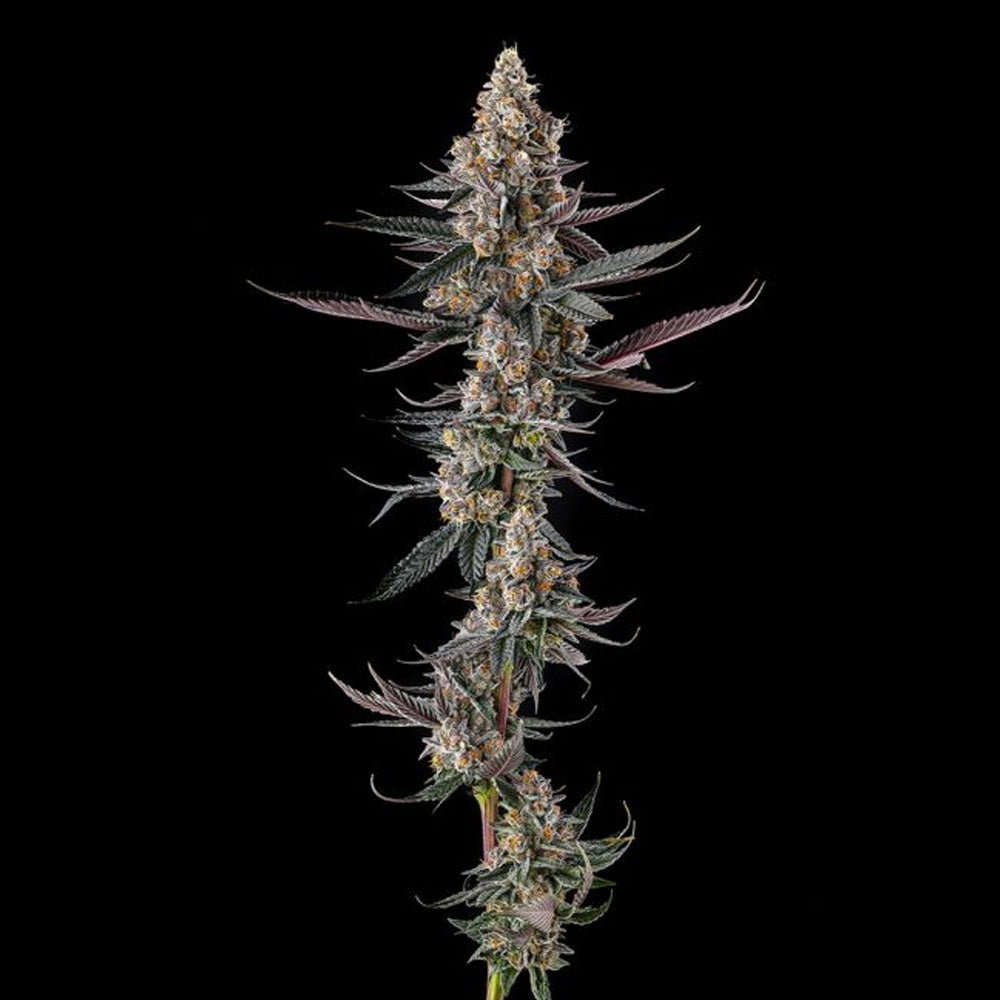 Shake Back : Apples & Bananas x Black Amber  - 7 u. Fem Compound Genetics