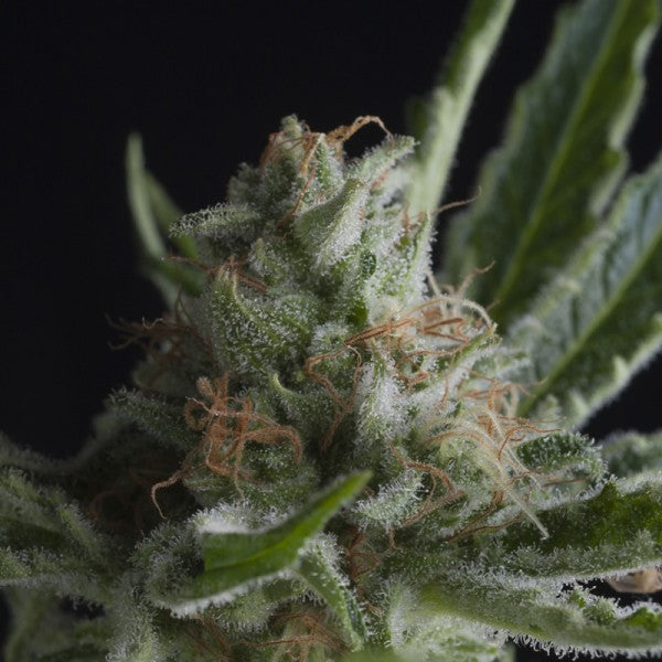 Shark CBD 3 unità fem. Pyramid Seeds