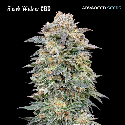 Shark Widow CBD 1 u. fem. Advanced Seeds