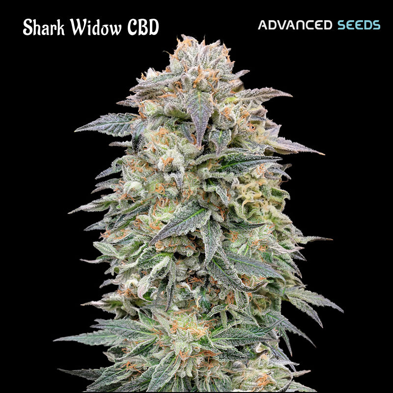 Shark Widow CBD 5 + 2 u. fem. Advanced Seeds