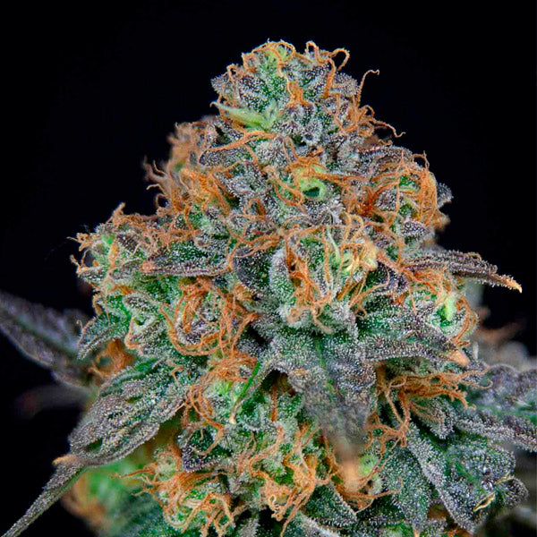 SherbDog 3 pz. fem Edizione Limitata Grateful Seeds