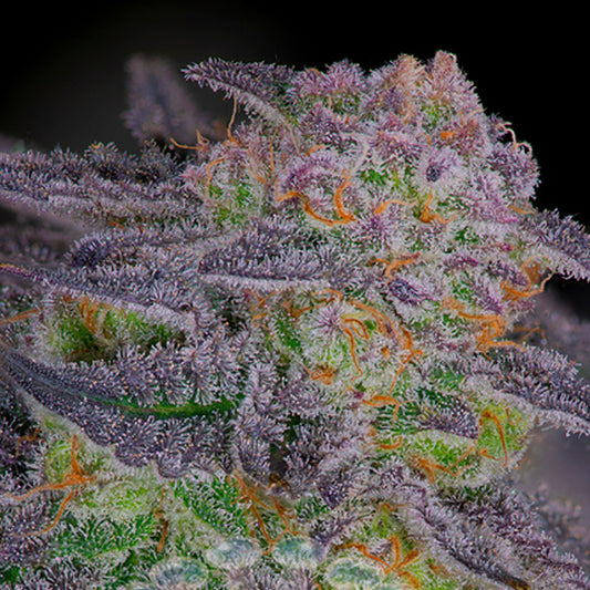 Sherbanger #22 - 10 u. fem Sacred Terps