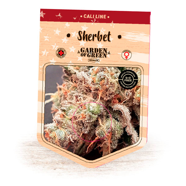 Sherbert 5 u. fem. Garden of Green Seeds