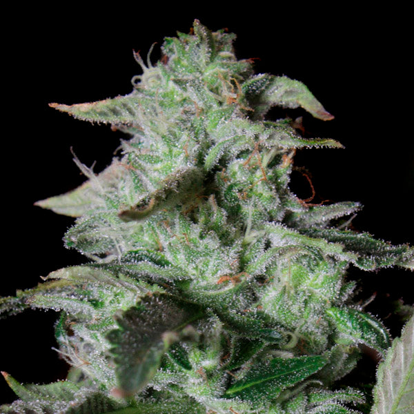 Sherbet Cake 6 pc. fem Elev8 Seeds