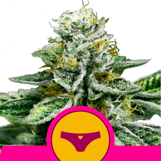 Sherbet Queen 3 u. fem. Royal Queen