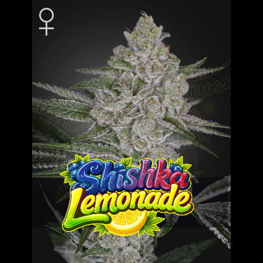 Shishka Lemonade 5 pcs. fem. Green House