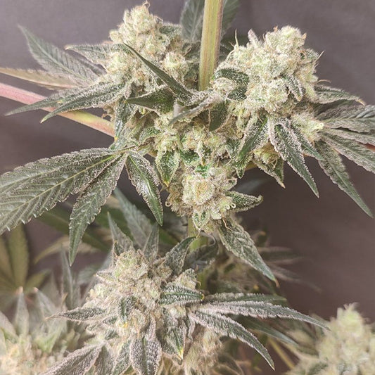 Shishkaberry Edition 4 pz. Spice of Life