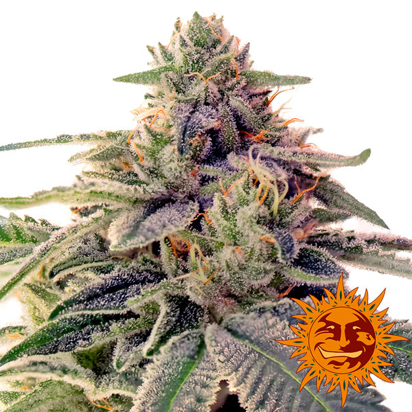 Shiskaberry 3 u. fem. Barney's