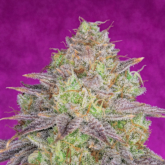 Shiskaberry 1 u. fem Pure Instinto