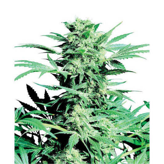 Shiva Skunk 10 u. reg. Sensi Seeds