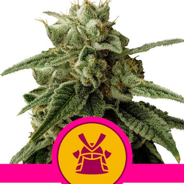 Shogun 1 pz. fem. Royal Queen
