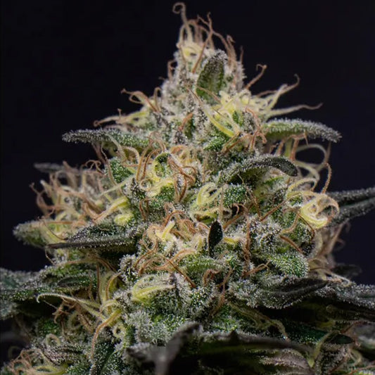 Silly Hills Triploid 10 pz. fem Triploid Seeds