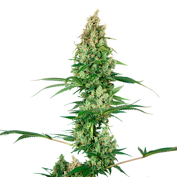 Silver Fire  1 u. fem. Sensi Seeds