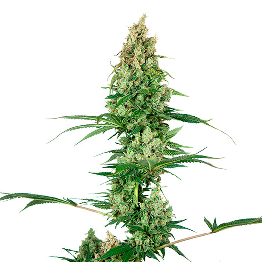 Silver Fire  5 u. fem. Sensi Seeds