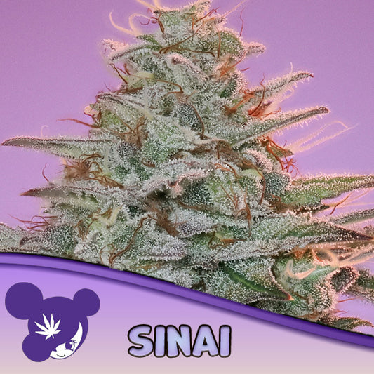 Sinai  3 u. fem Anesia