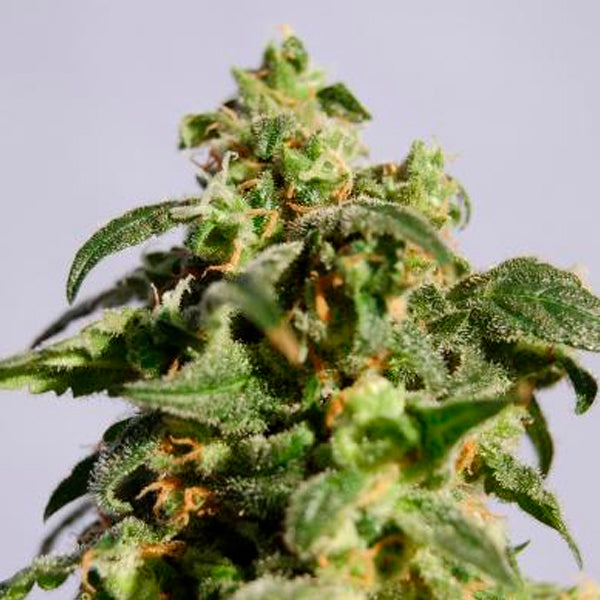 Skunk+   1 pc. fem. Kannabia Seeds