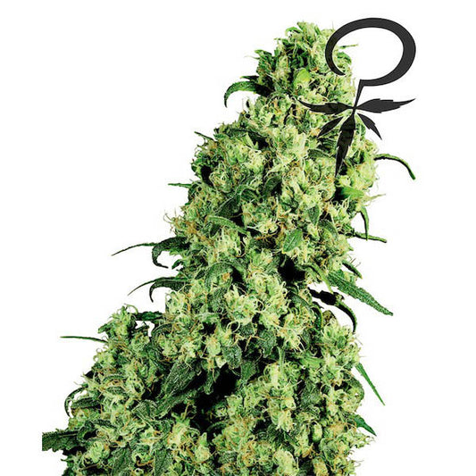 Skunk #1 -  3 u. fem. White Label