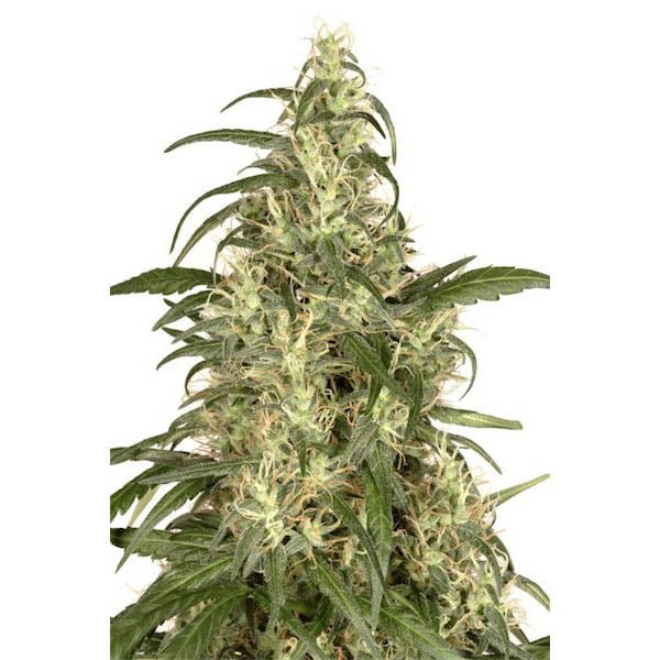 Skunk #11 - 5 u. fem. Dutch Passion