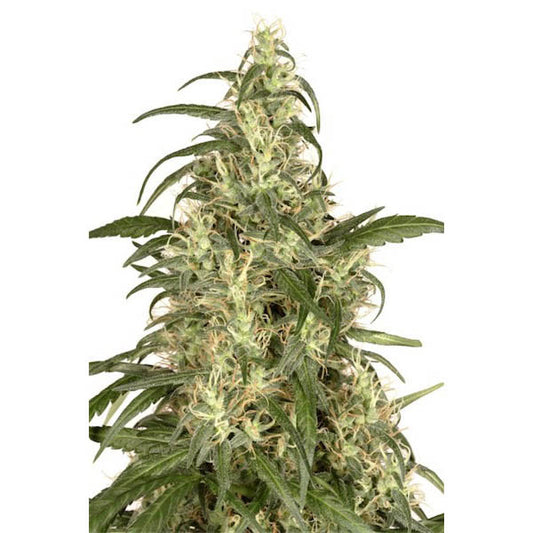 Skunk #11 - 5 u. fem. Dutch Passion