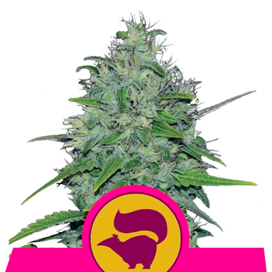 Skunk XL 1 u. fem. Royal Queen