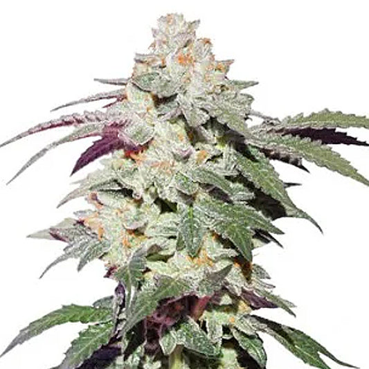 Skywalker Haze   1 u. fem. Dutch Passion