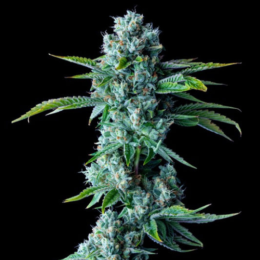 Skywalker Kush  3 u. fem. DNA Genetics