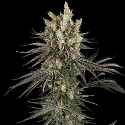 Slam Dank   3 u. fem. Sensi Seeds Research
