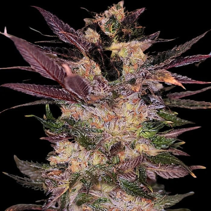 Slapz 3 u. fem Empire Seeds