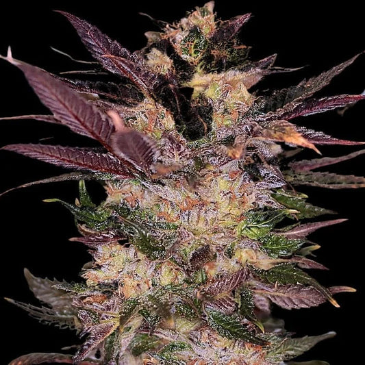 Slapz  3 u. fem Empire Seeds