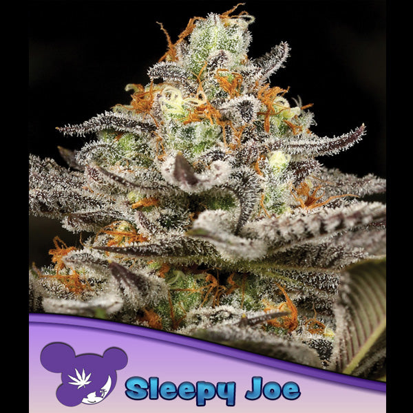 Sleepy Joe10 u. fem Anesia