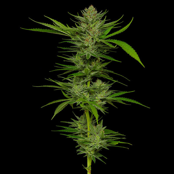 Slightly Stoopid Fruits 3 u. fem Humboldt Seeds Company