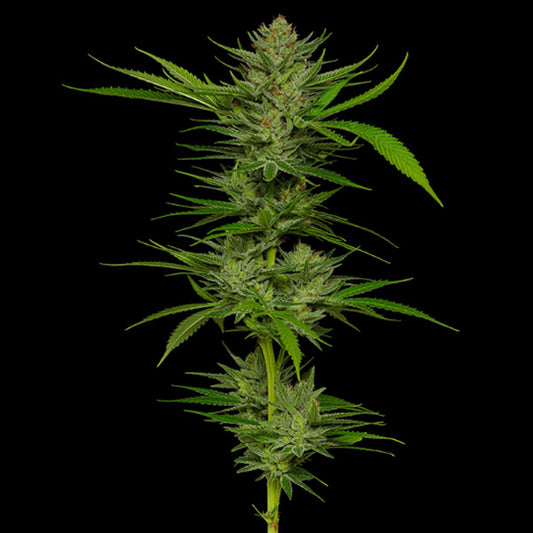 Slightly Stoopid Fruits 5 u. fem Humboldt Seeds Company