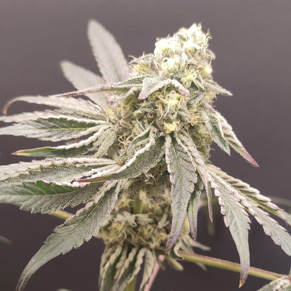 Slurpicle #11 - 4 pz. Seeds of Anarchy
