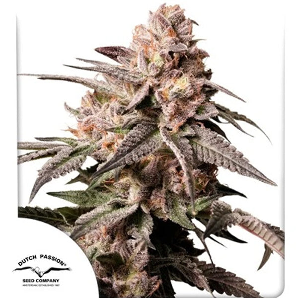 Slush Mint Cake 10 u. fem. Dutch Passion