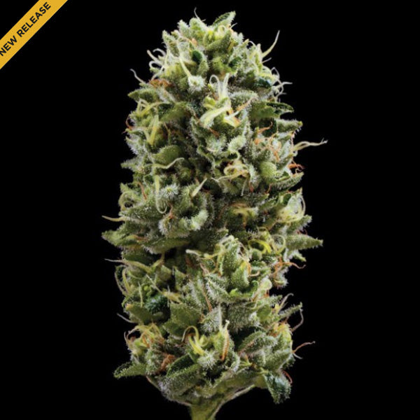 Snack Pack 3 feminized seeds DNA Genetics