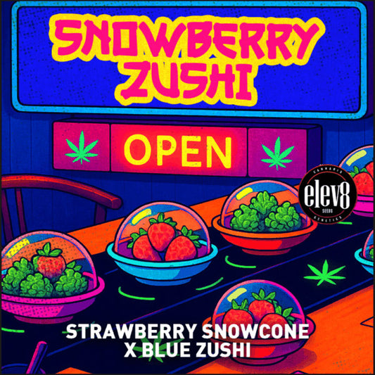 Snowberry Zushi 6 ud. fem Elev8 Seeds