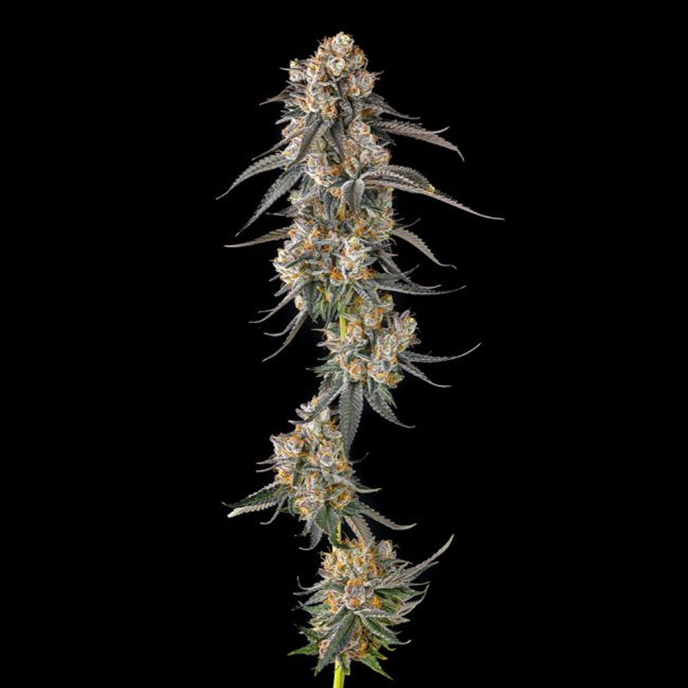 Solazo : Pinana x Black Ambers  - 3 u. Fem Compound Genetics