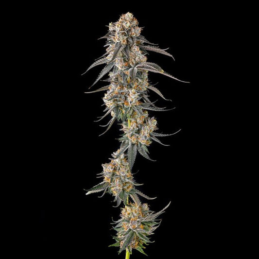 Solazo : Pinana x Black Ambers  - 7 u. Fem Compound Genetics