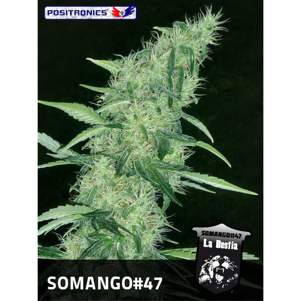 Somango #47 - 1 pc. fem. Positronics Seeds