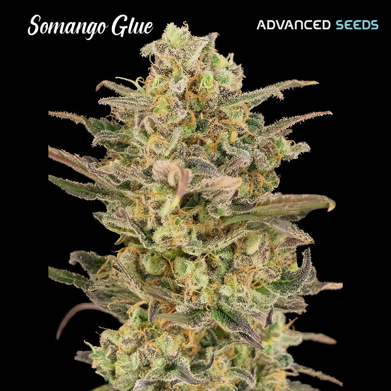 Somango Glue 100 unità fem. Advanced Seeds