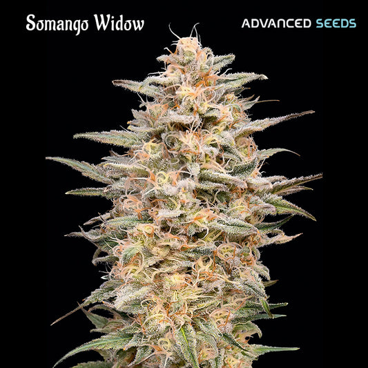 Somango Widow  5 + 2 u. fem. Advanced Seeds